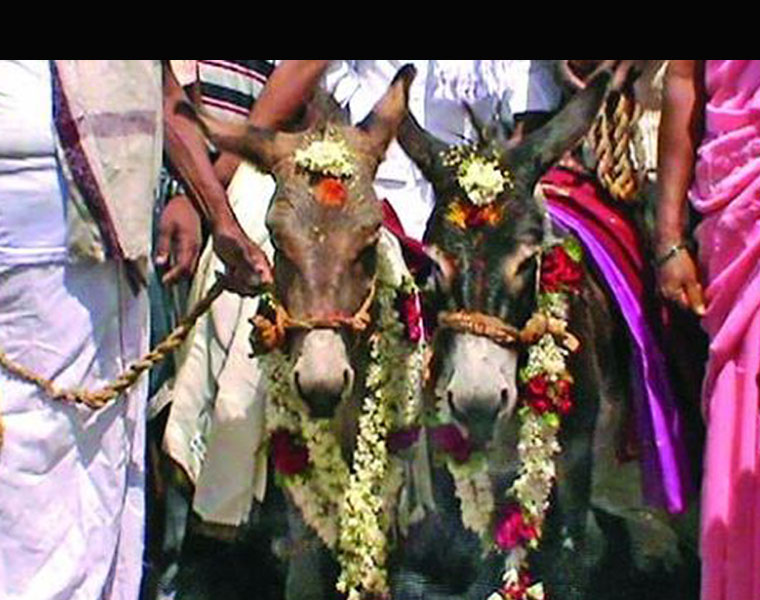 Andhra pradeshs Kurnool villagers beg for rain, marry off donkeys