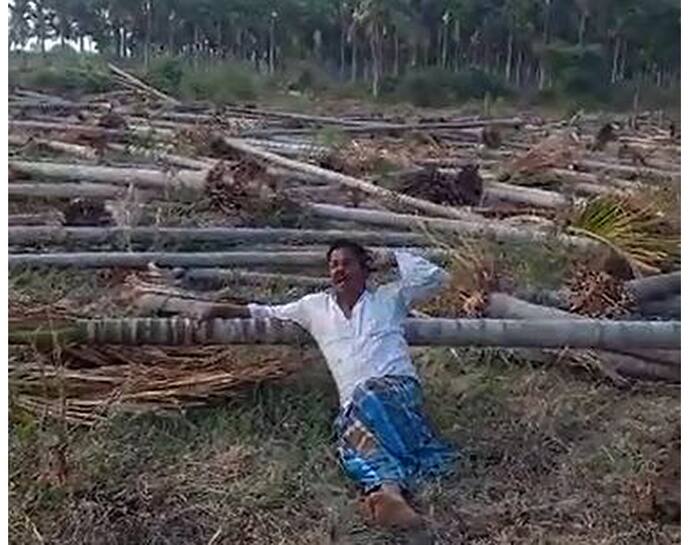 Arecanut trees chopped