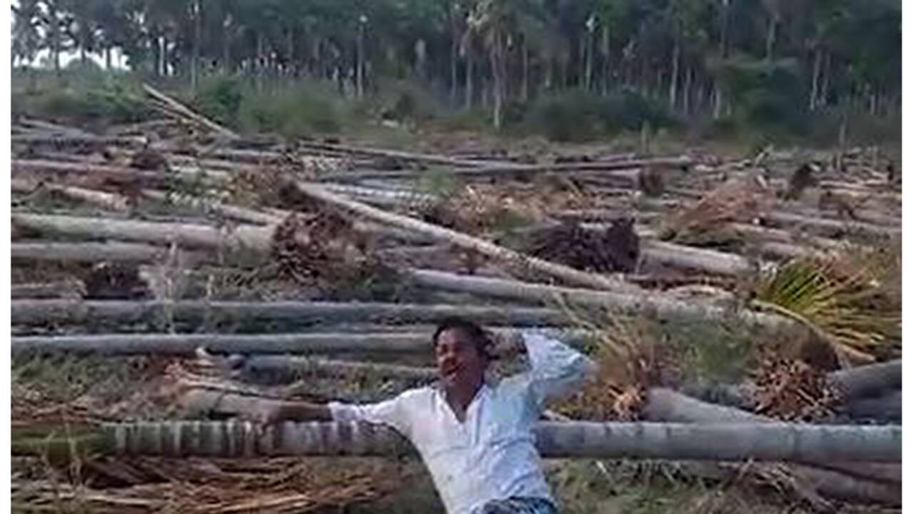 Arecanut trees chopped