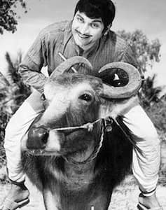 Sampathige Saval and Dr Rajkumar’s date with Buffalo!