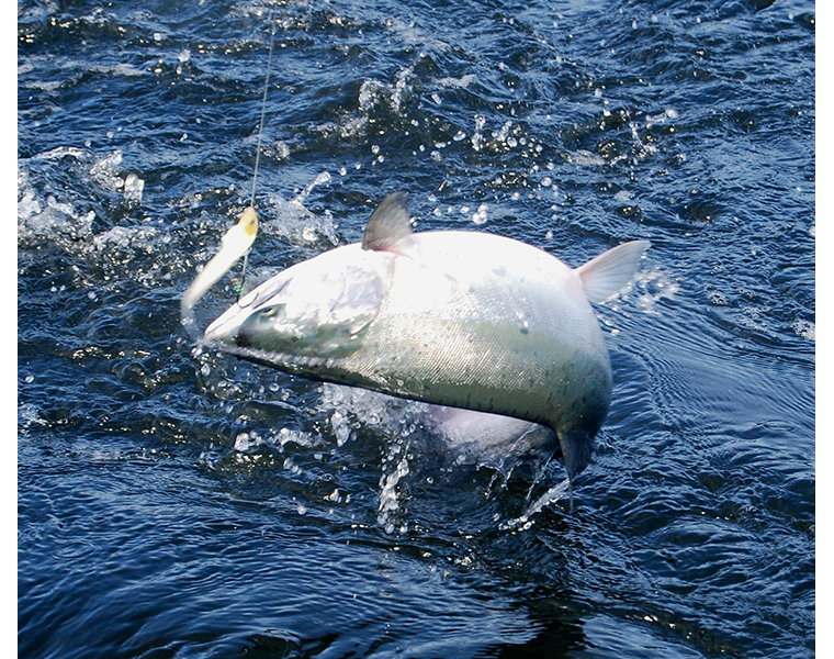 Fisherman drowns in tank while fishing in Kangal village, Siddipet RMA