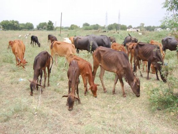 A look at the cows that attack the cows and prevent them ...