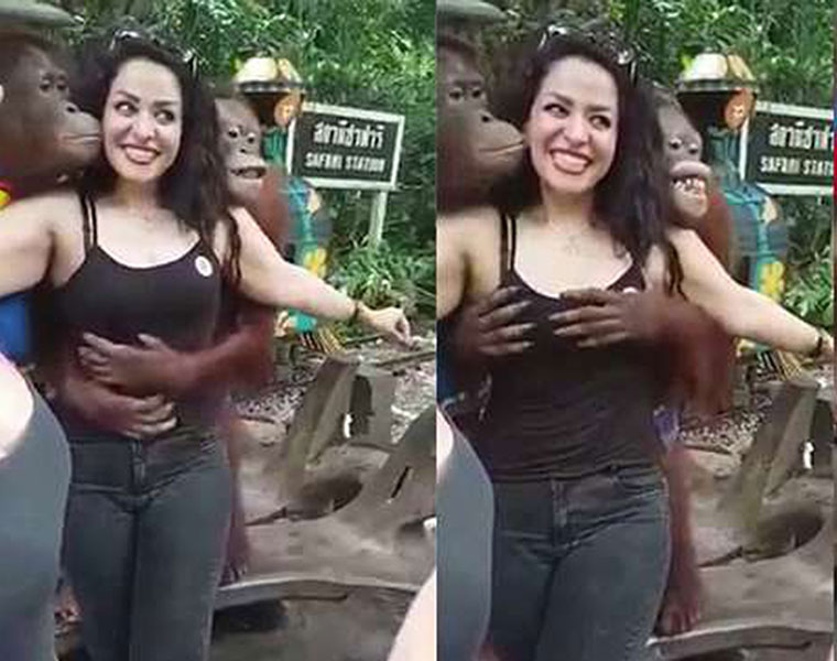 Cheeky orangutan grabs female tourist's breasts