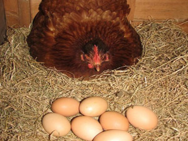 How to find the eggs in the nest of chickens during incubation?