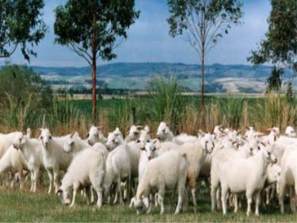 This method helps to choose the goats for goat farming.