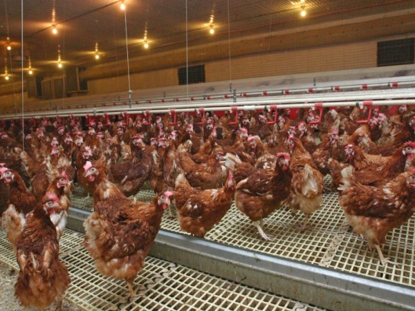 Should the poultry farm designs look like this?