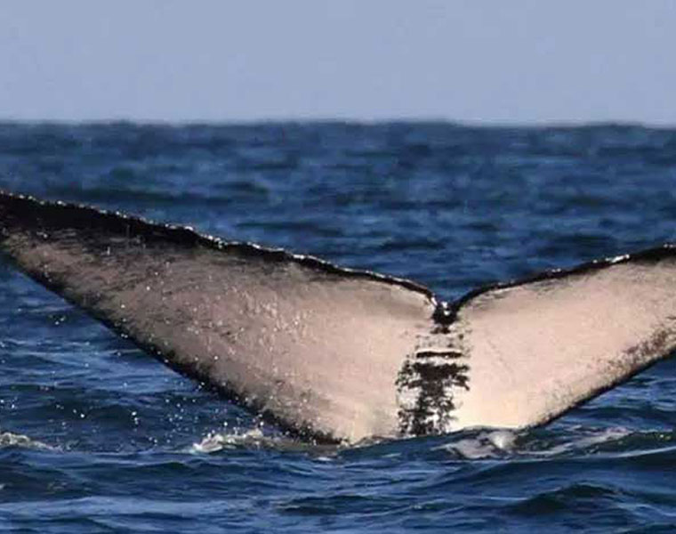 Humpback whale in Kerala