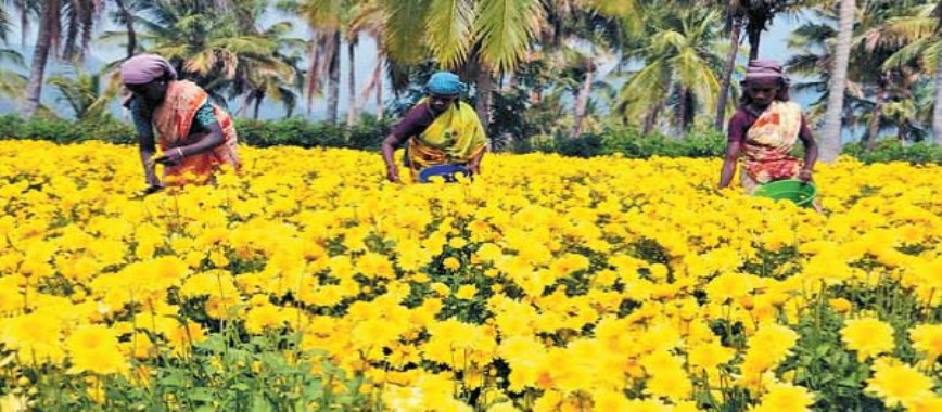 should farmers-more-profitable-payirutunka-marigold-flo