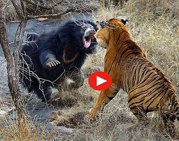 Matkasur Tadoba Tiger Reserve TIGER BEAR fight