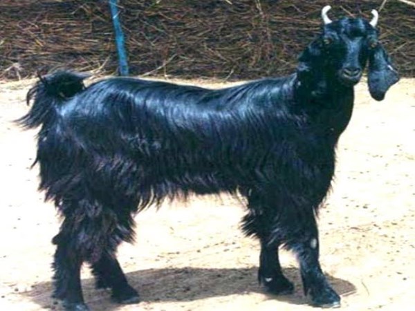 details of marwari goat