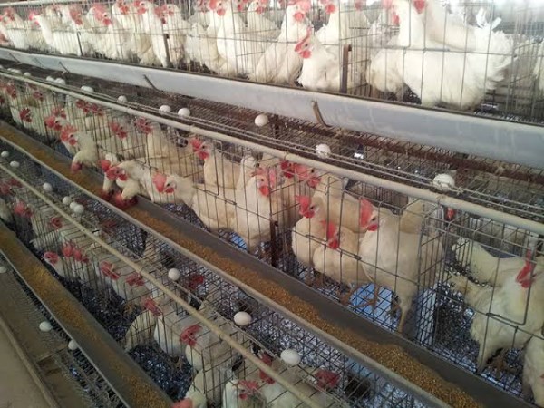 with this method we can grow chickens largely