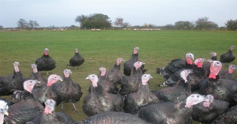 How to raise turkeys at low cost