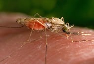 Ayurveda was effective against malaria & such diseases: Hungarian government-sponsored study