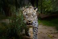 Gujarat Elderly woman third victim leopard attack Dahod