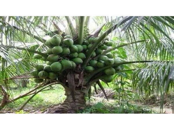 Do you know how much of the nutrients produced from the coconut nursery?