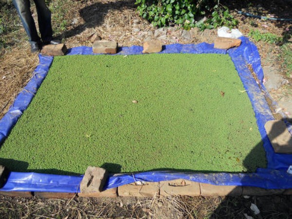 Place preparation recipe maintenance system in Azolla