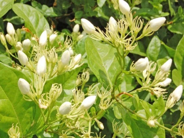 If you follow this natural cultivation in jasmine flowers bloom throughout the year.