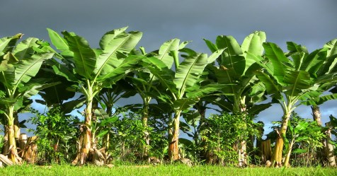 In the rainy season his disease will attack banana