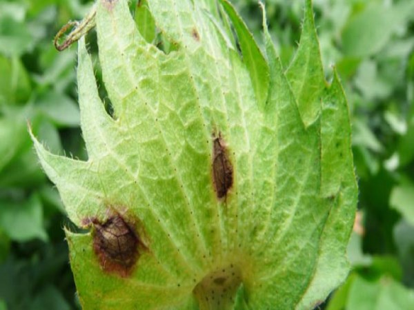 You need to know about pest and disease management ...