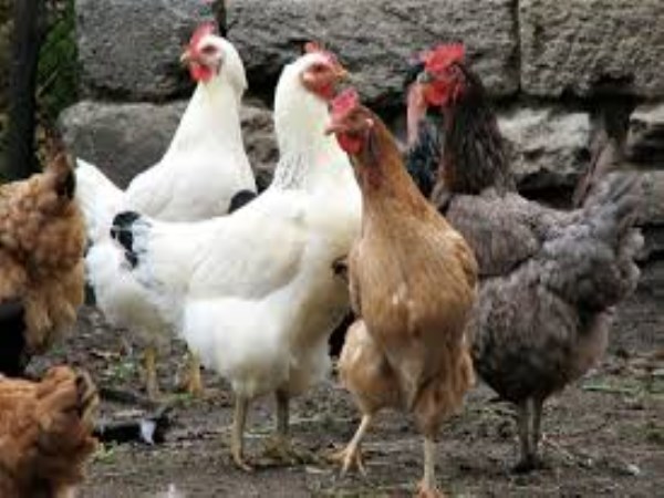 Advantages and disadvantages of developing chickens in litter system ...