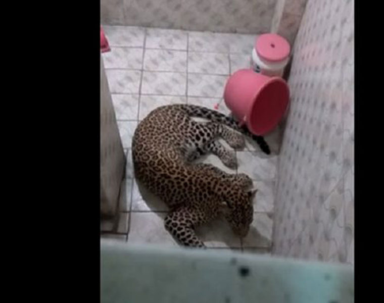 Leopard in Nagpur caught