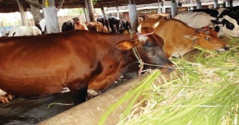 Some trees are used as feed for livestock.