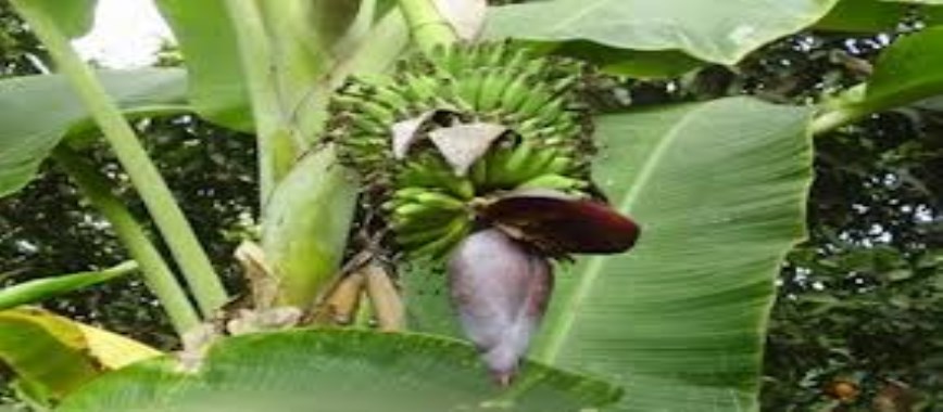 you can-control-the-way-in-banana-leaf-worm