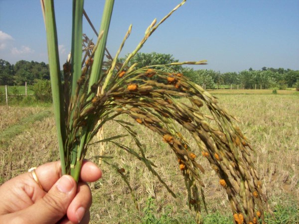 Here are two important diseases that affect crops and prevent it