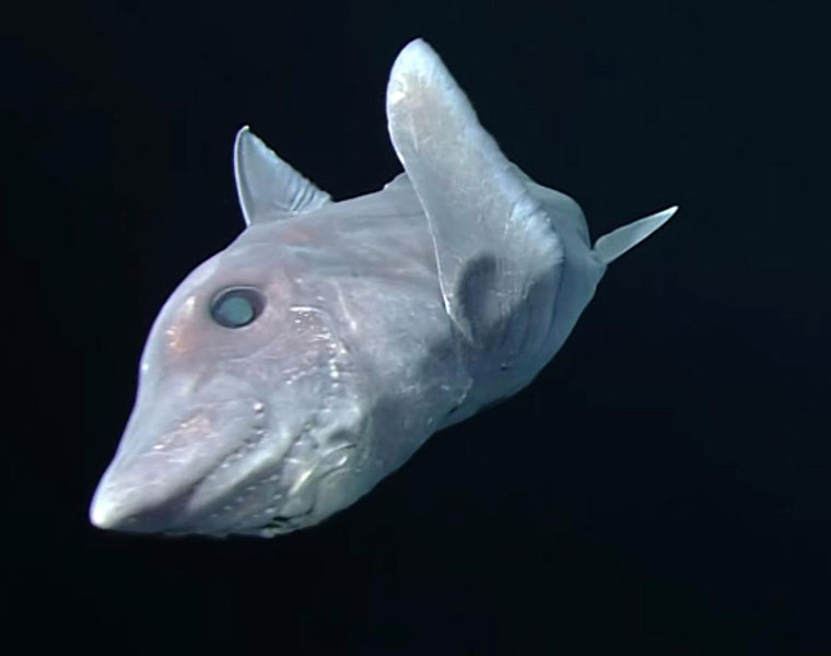 Ghost Shark Caught on Camera for the First Time