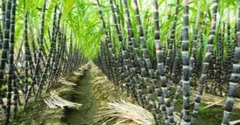 higher yield-and-double-yield-technology-in-sugarcane-c