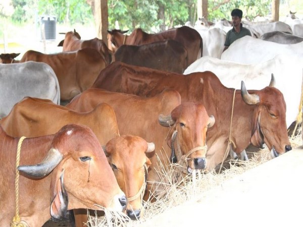 This type of feed helps you to get rid of cinnamon cows in dairy cows ....