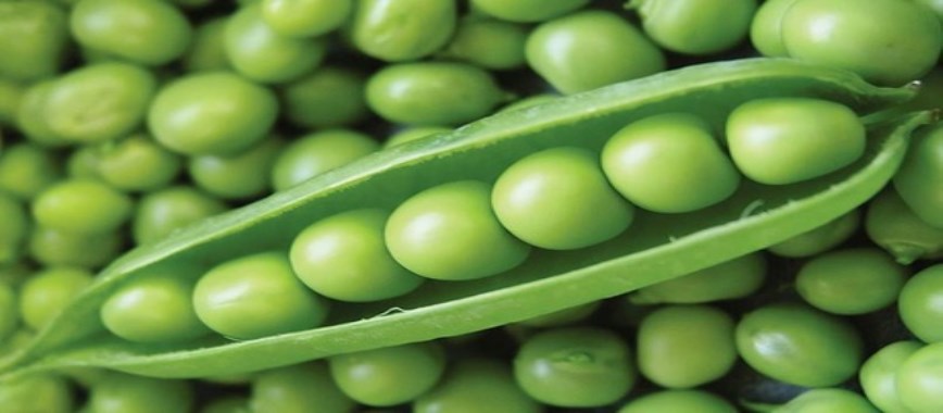 choose the-best-season-for-planting-peas-in-march