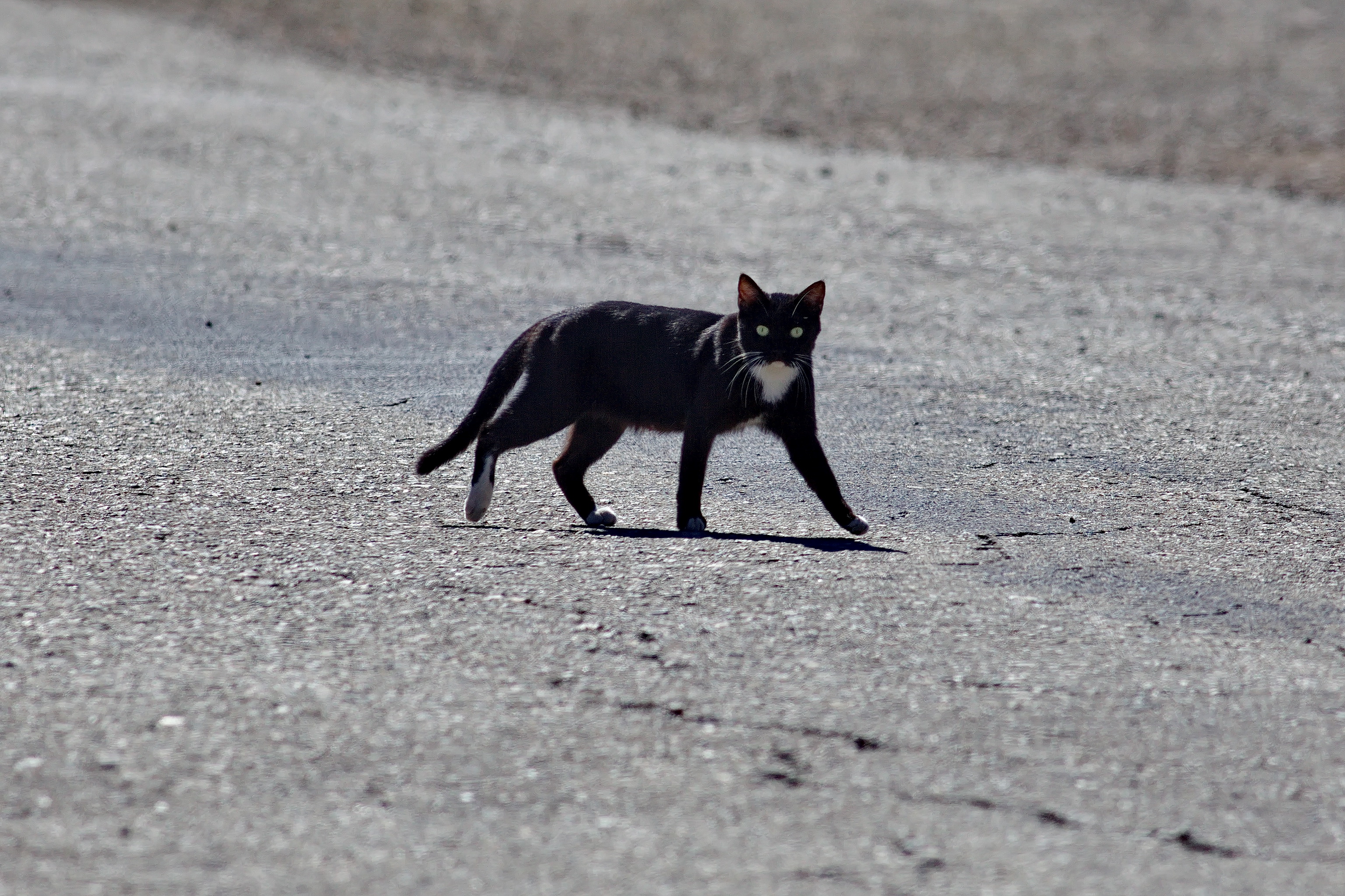 spritual meaning of black cat crossing your path