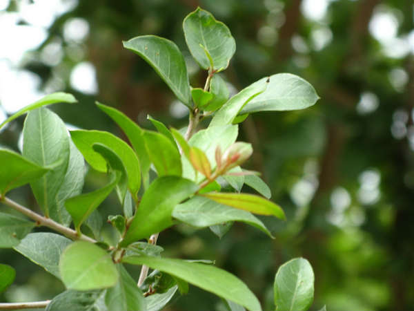 never grow henna plant at home as per astrology in tamil mks