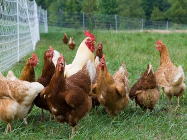 There are so many characteristics in colored chickens? Be surprised to read ...