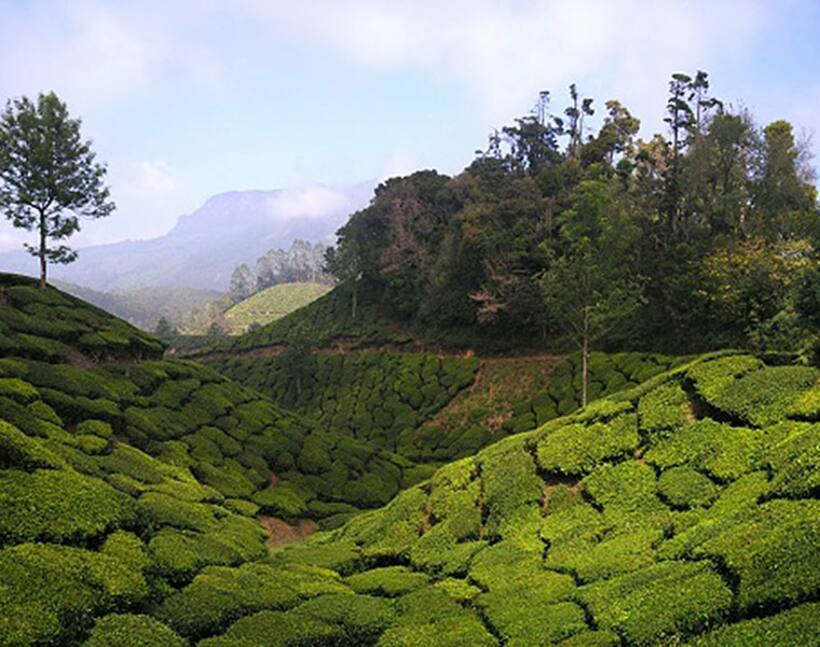CPM legislator produced forged documents to justify land grab in Munnar