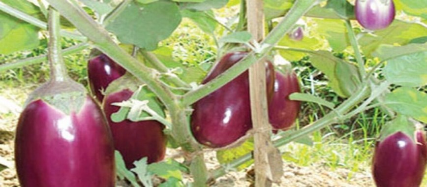 vegetables to-harvest-in-summer-high-yield