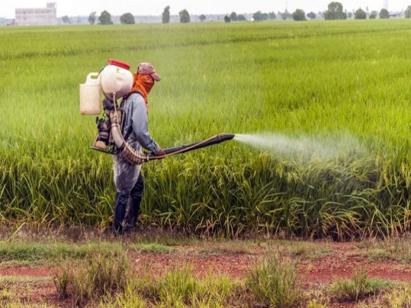 Here are the actions of precautions to prevent the death of pesticides ...