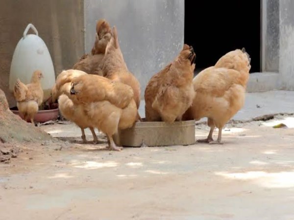 how to feed for chickens