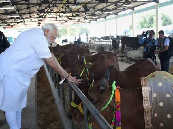 PM Modi To Gift 200 Cows In Rwandan Village