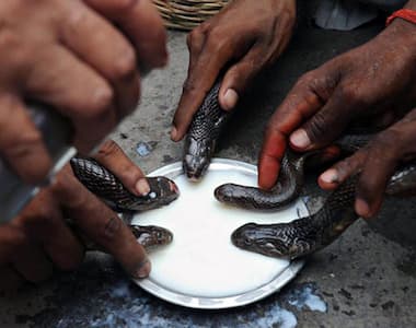 Mythbuster: Snakes should be made to drink milk on Nag Panchami