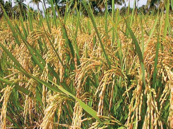 saamai cultivation The first harvest of vegetables