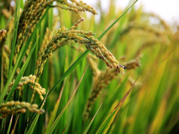 Here are the currents that need to be taken during rice cultivation ...