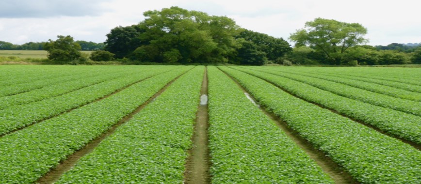 the method-of-cultivation-of-coriander-cultivation