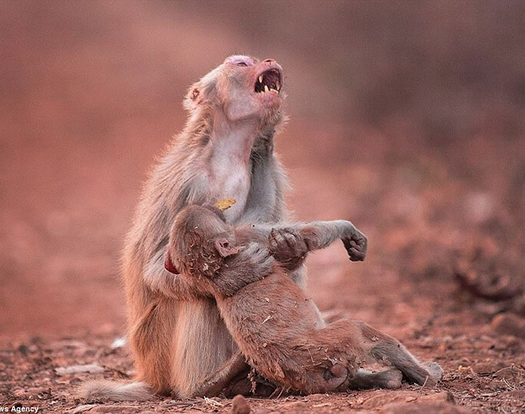 Heartbroken monkey clutches her child after it collapsed