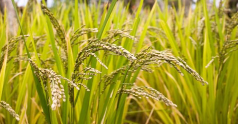 Manure to get high yield on paddy cultivation