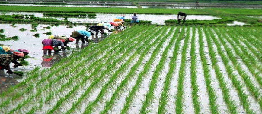 picana quality-paddy-rice-seedlings-can-be-produced