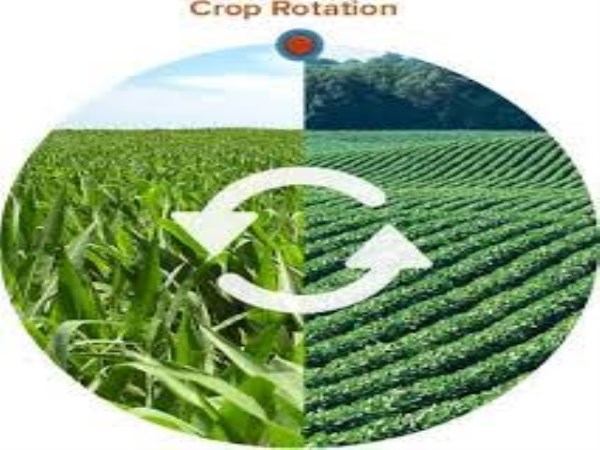 use this crops for the cultivation