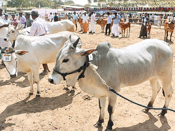 Here are some questions that are common to dairy breeders