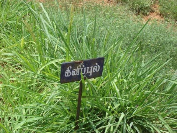 how to cultivate kini grass